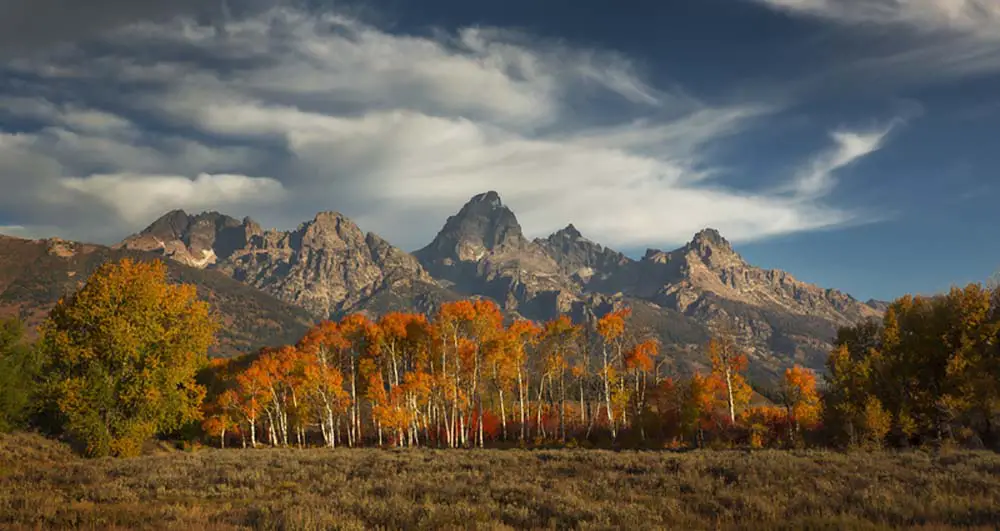 A grove of aspens show off their autumn color. The best photography spot Grand Teton National Park.