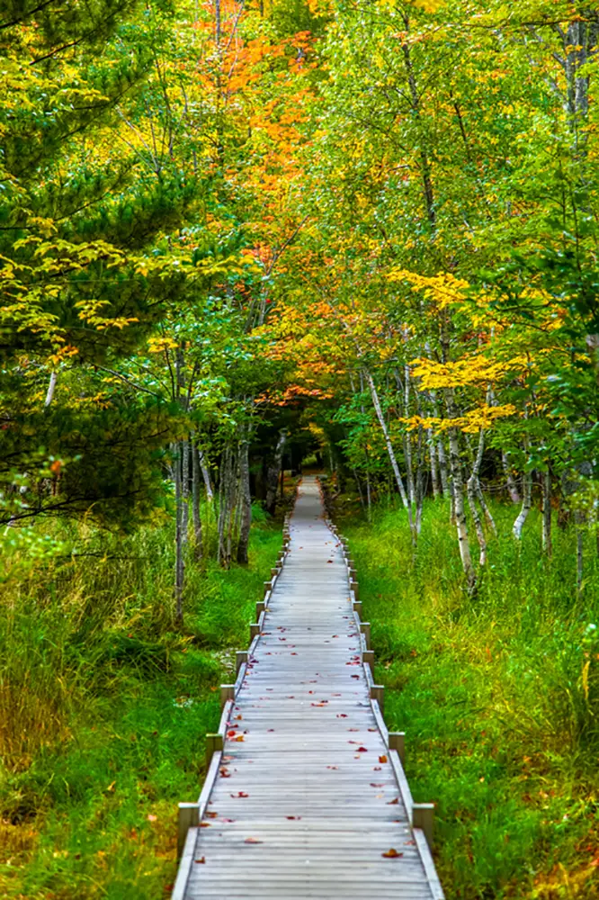 Acadia National Parks Jesup Trail is an elevated wooden path with stunning autumn hues.