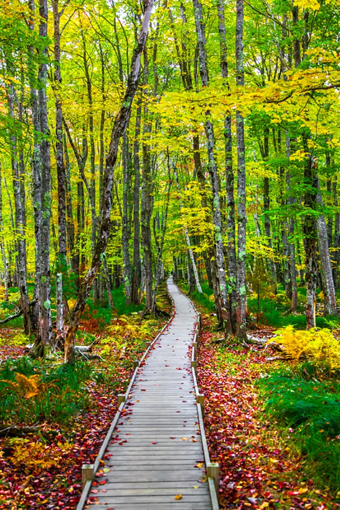 Acadia wooden boardwalk along Jesup Trail with crimson foliage on the ground