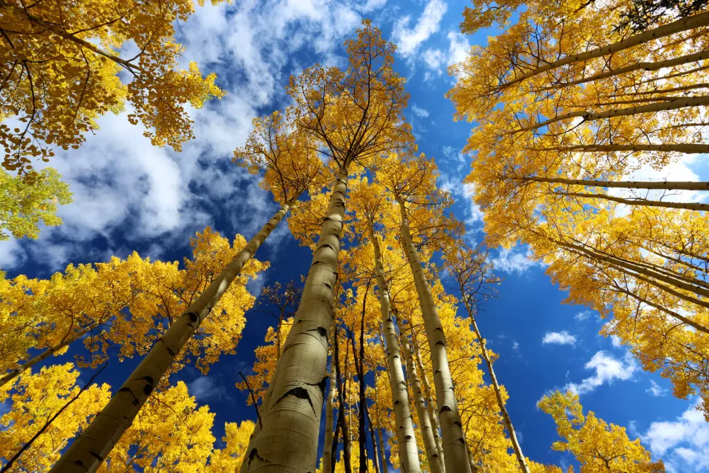 Autumn Canopy of Brilliant Yellow Aspen Tree Leafs in Fall in the Rocky Mountains of Colorado