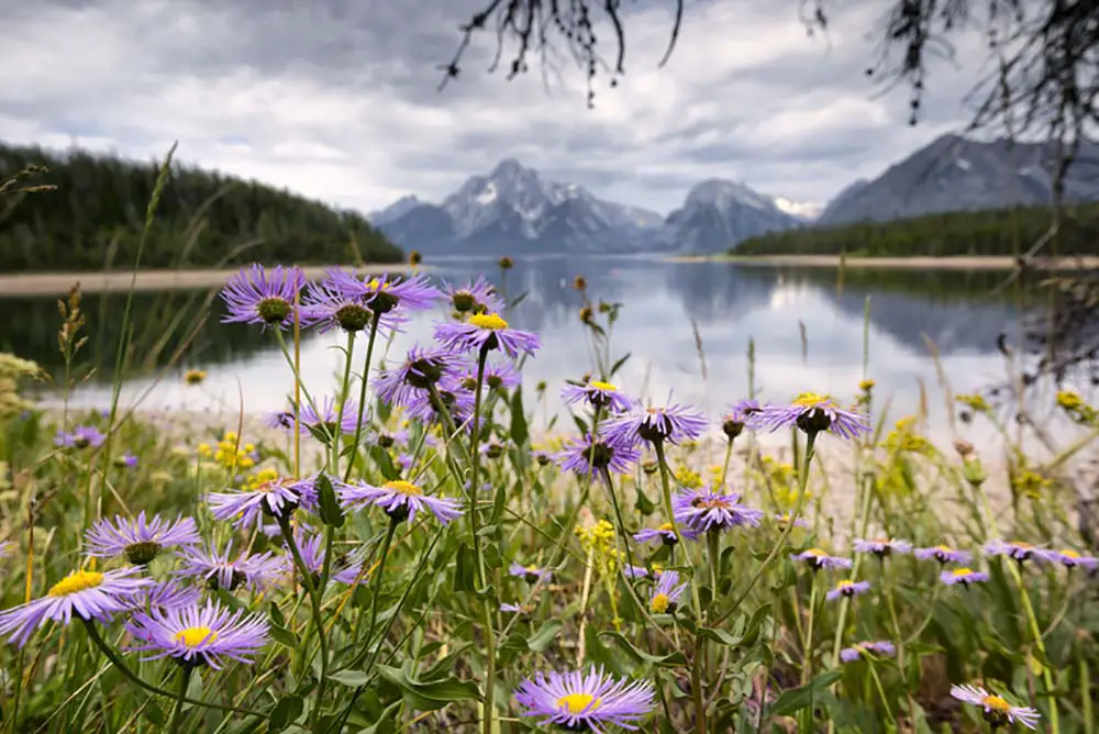 Beautiful purple wildflowers at Coulter Bay inside Grand Teton National Park WY. The best photography spot Grand Teton National Park