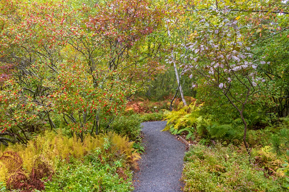 The Wild Gardens of Acadia at the Sieur de Monts area of Acadia National Park features plants and trees indigenous