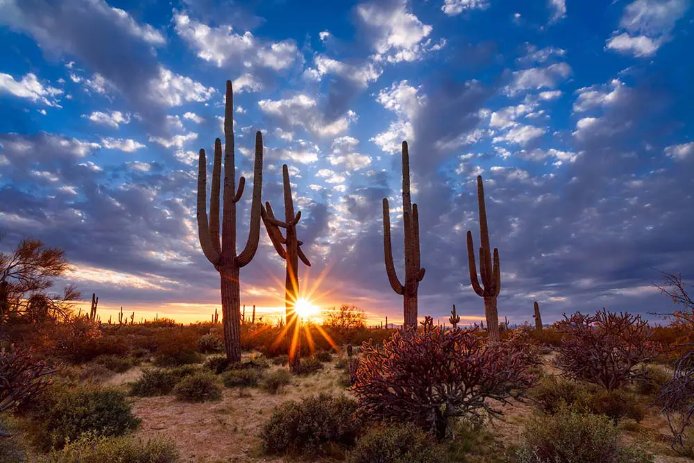 Arizona desert landscape with Saguaro cactus at sunset. Saguaro National Park Best Photography Spots