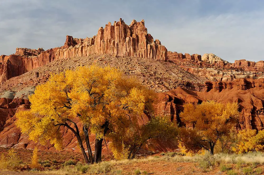 Autumn colors of cottonwood trees in front of the Castle in Capitol Reef National Park