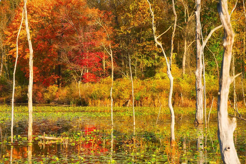 Beaver Marsh amid autumn colors. Best Places to Photograph Cuyahoga Valley National Park