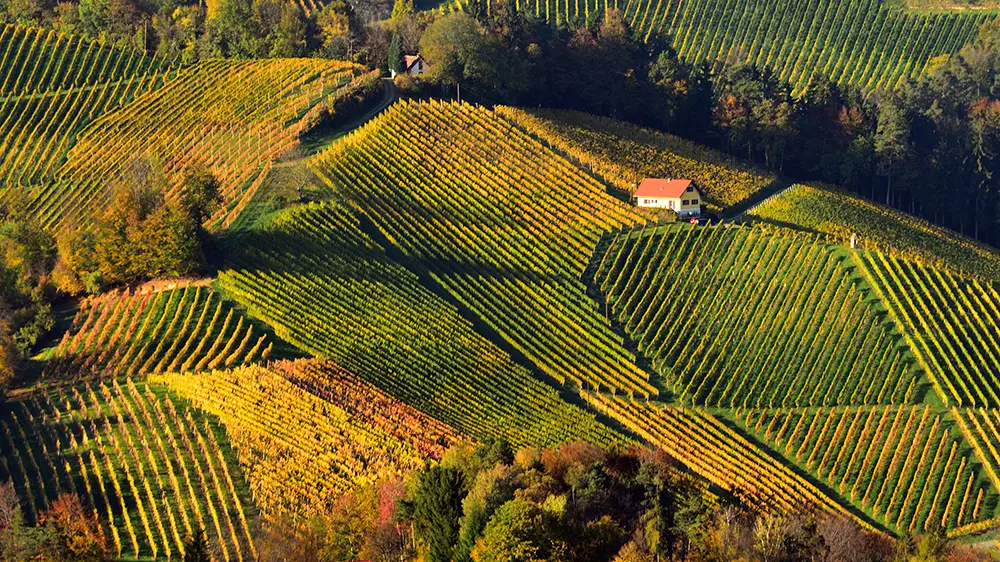 Eco tourism in Slovenia vineyard patterns in autumn time at sunset. The best Photography spots in Slovenia