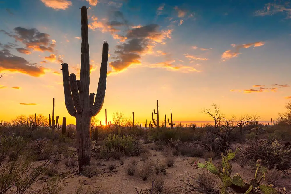 Saguaro Cactus at Sunset in Sonoran Desert. Saguaro National Park Best Photography Spots 1