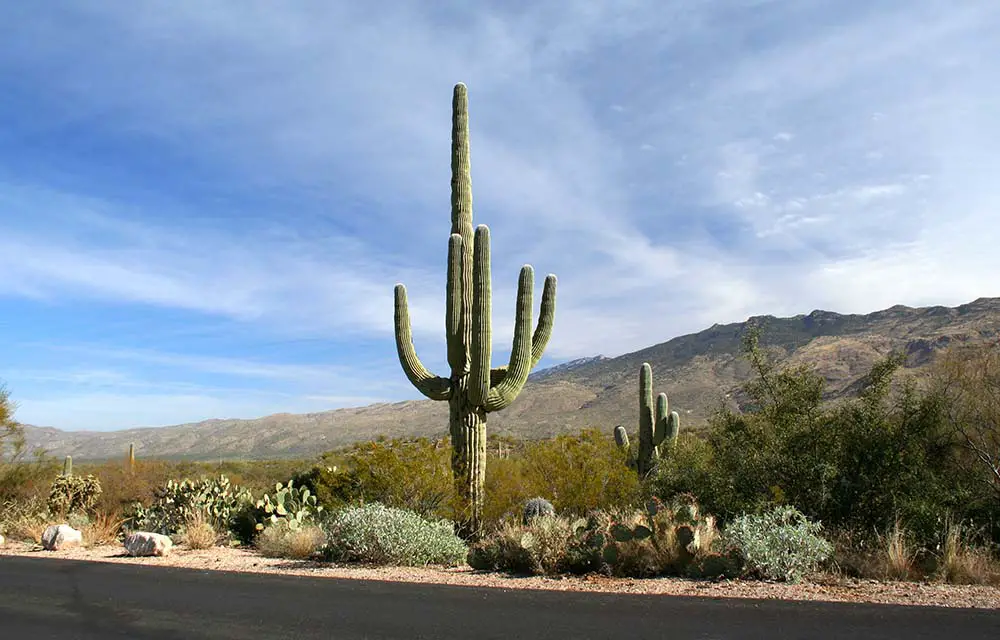 Saguaro cactus by Arizona desert road. Saguaro National Park Best Photography Spots