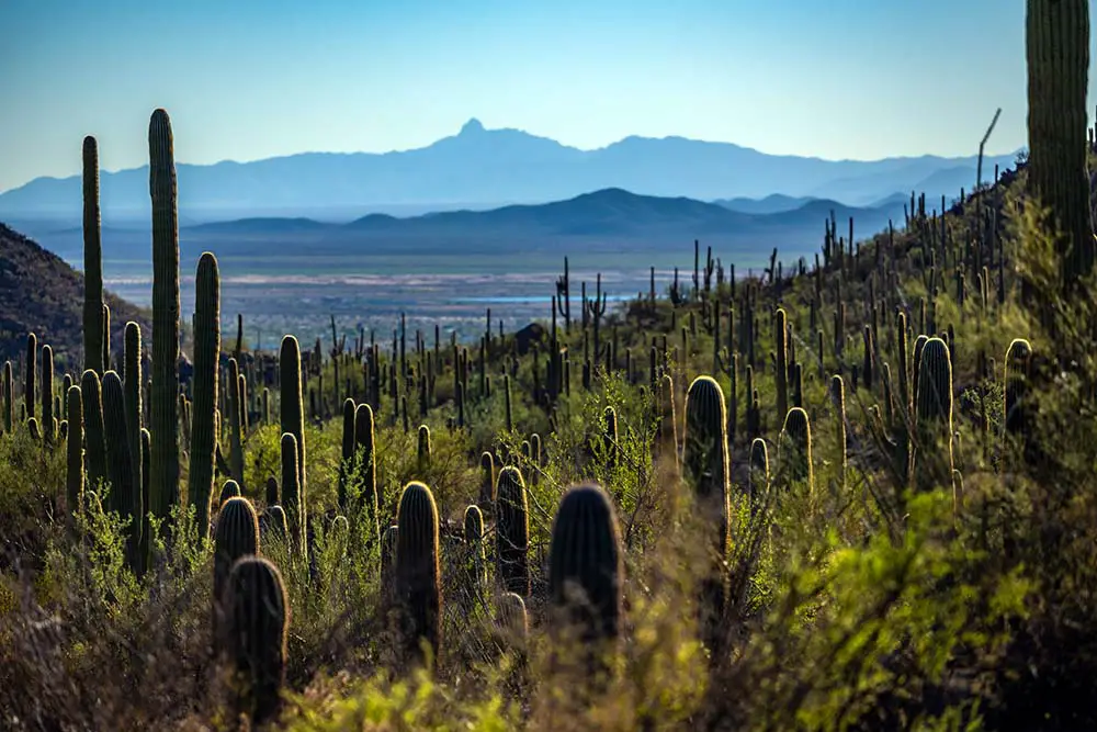 Stubby Cactus Plants Dot the Hillside in saguaro National Park along the Gould Mine Trail. Saguaro National Park Best Photography Spots