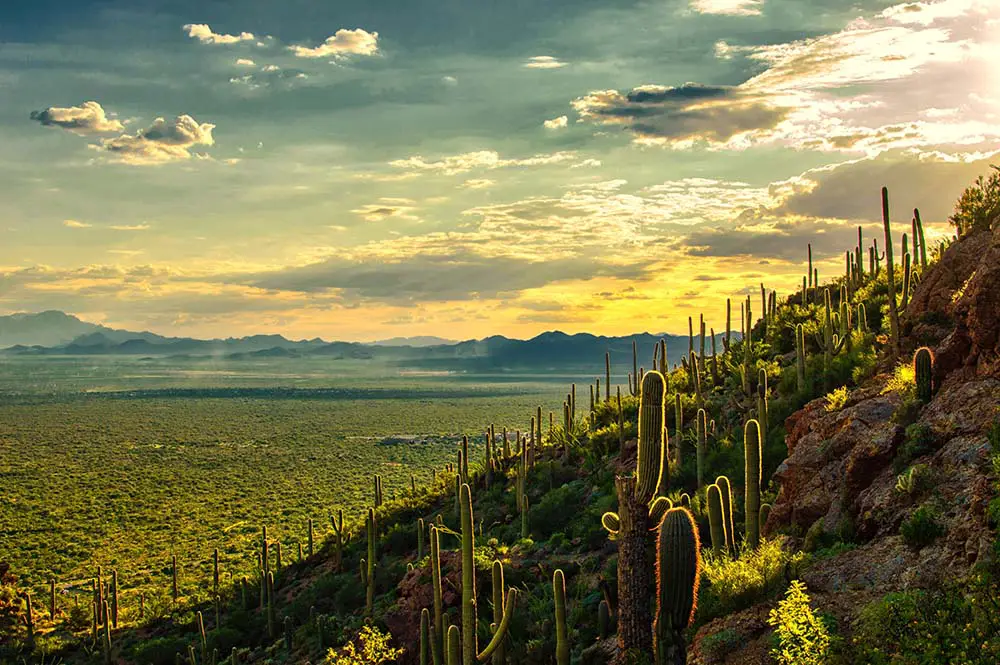 Sunset view of Sonoran desert from Tucson Mountain Park. Saguaro National Park Best Photography Spots