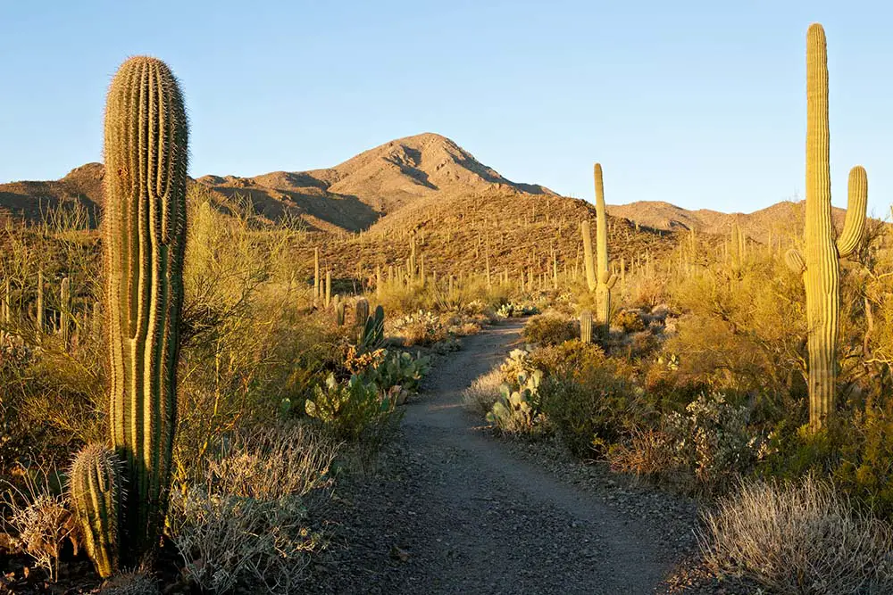 Sweetwater Trail leading to Wasson Peak. Saguaro National Park Best Photography Spots