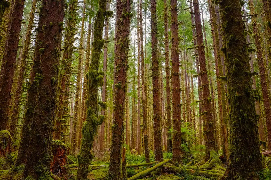 Temperate rainforest. The best photography spots in Olympic National Park