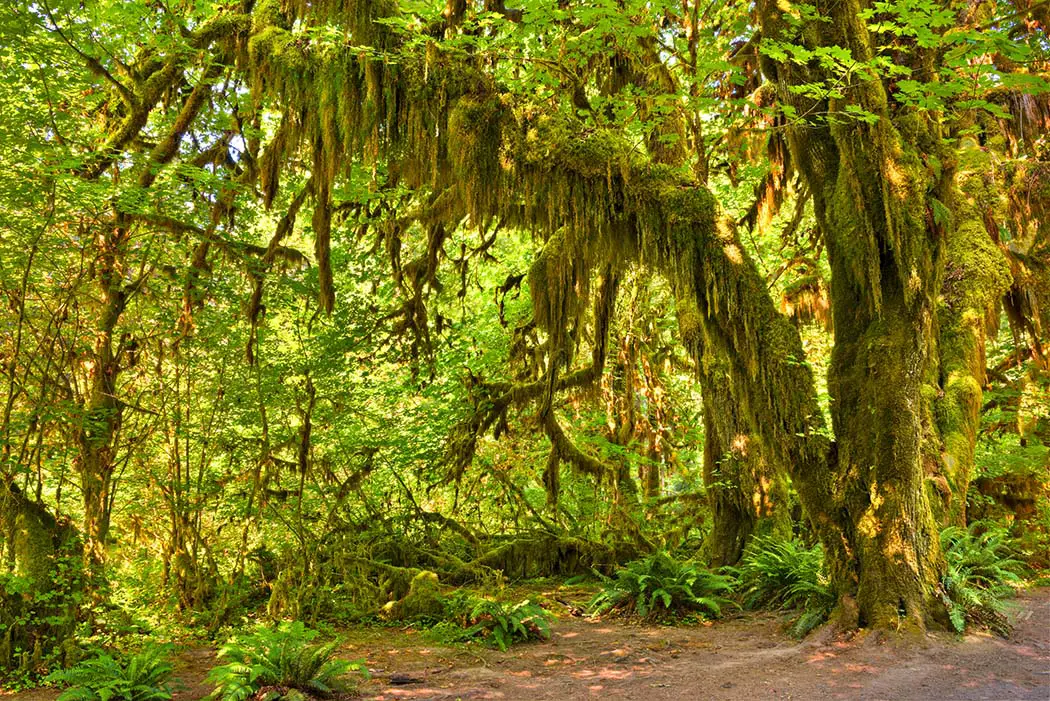 The Epic Hall Of Mosses Trail.Trees covered in moss in a temperate Hoh Rain Forest. The best photography spots in Olympic National Park