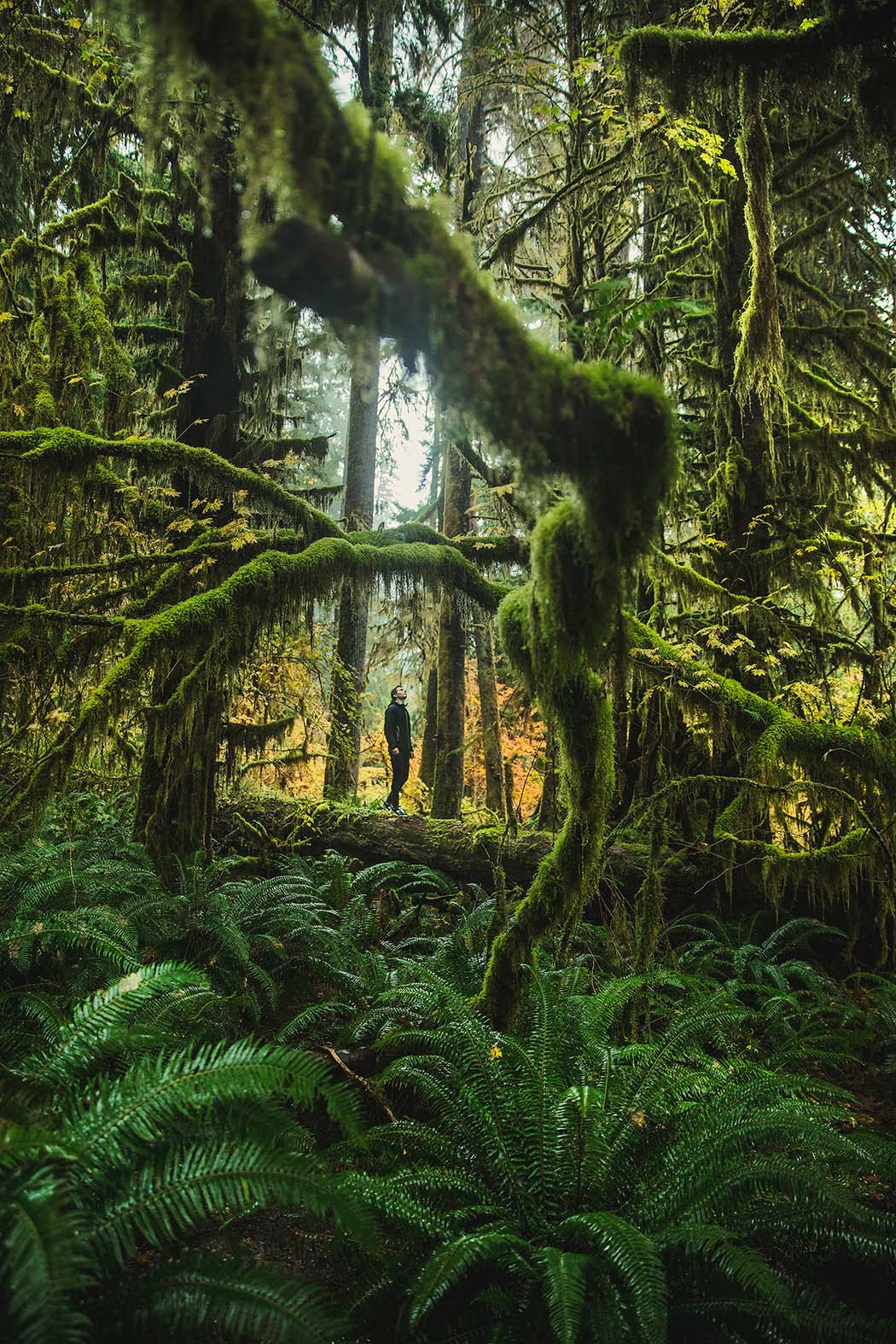The Hall of Mosses in Hoh Rainforest. The best photography spots in Olympic National Park