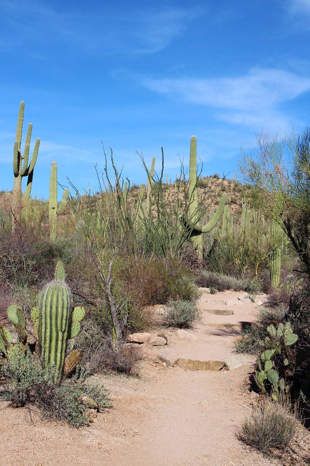 Valley View Overlook Trail. Saguaro National Park Best Photogrpahy Spots