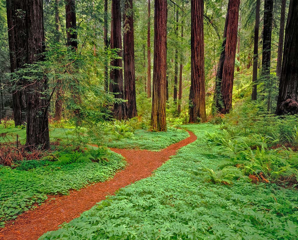 Bark filled path leads through the Prairie Creek Redwoods State Park. Redwood National Park best Photography Spots