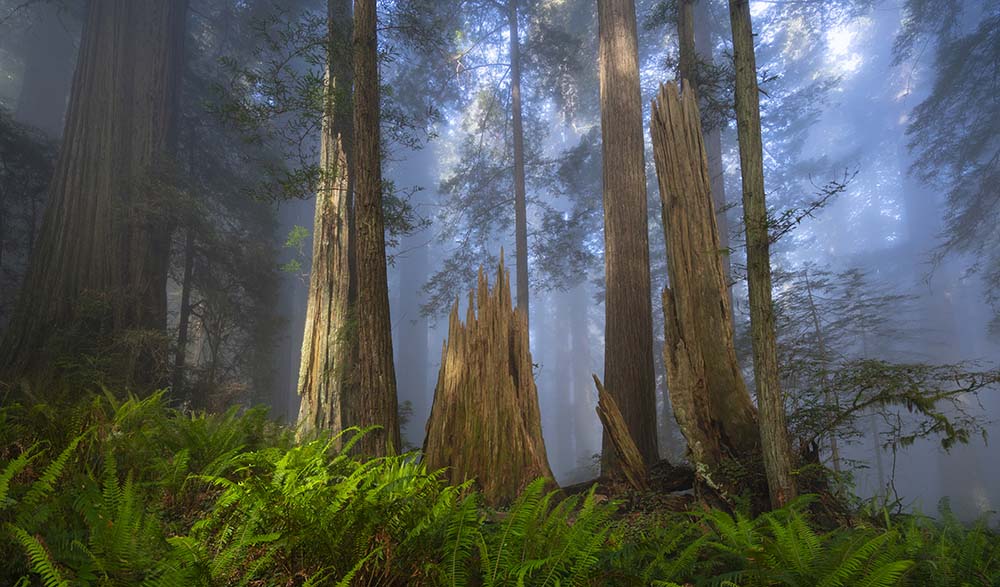 Del Norte Coast Redwoods State Park Is one of the most beautiful places with giant trees covered with fog. Redwood National Park best Photography Spots
