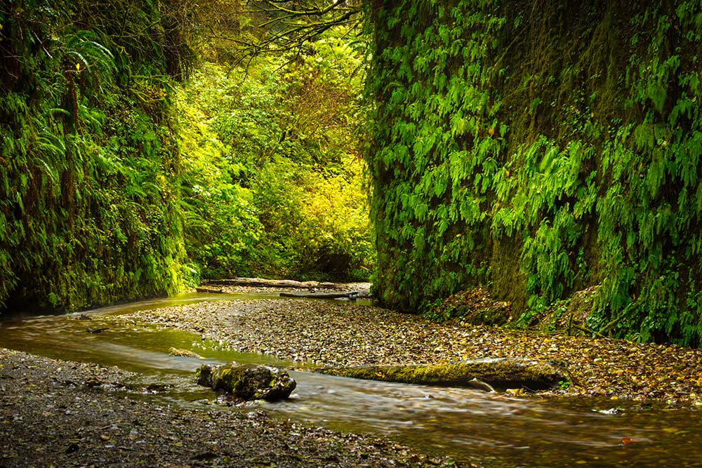Fern Canyon Prairie Creek. Redwood National Park best Photography Spots
