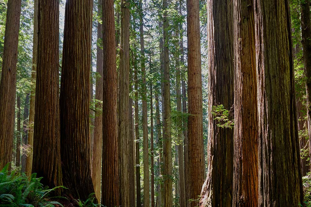 Jedediah Smith Redwoods State Park. Redwood National Park best Photography Spots