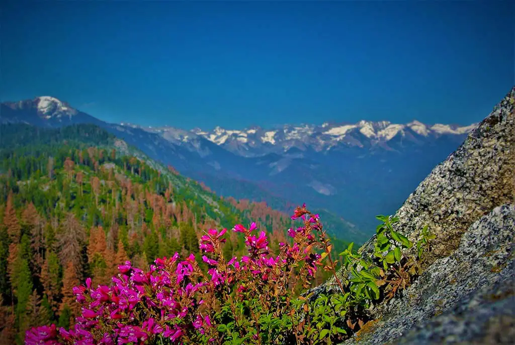 Moro Rock pink flowers. Best Photography Spots in Kings Canyon National Park