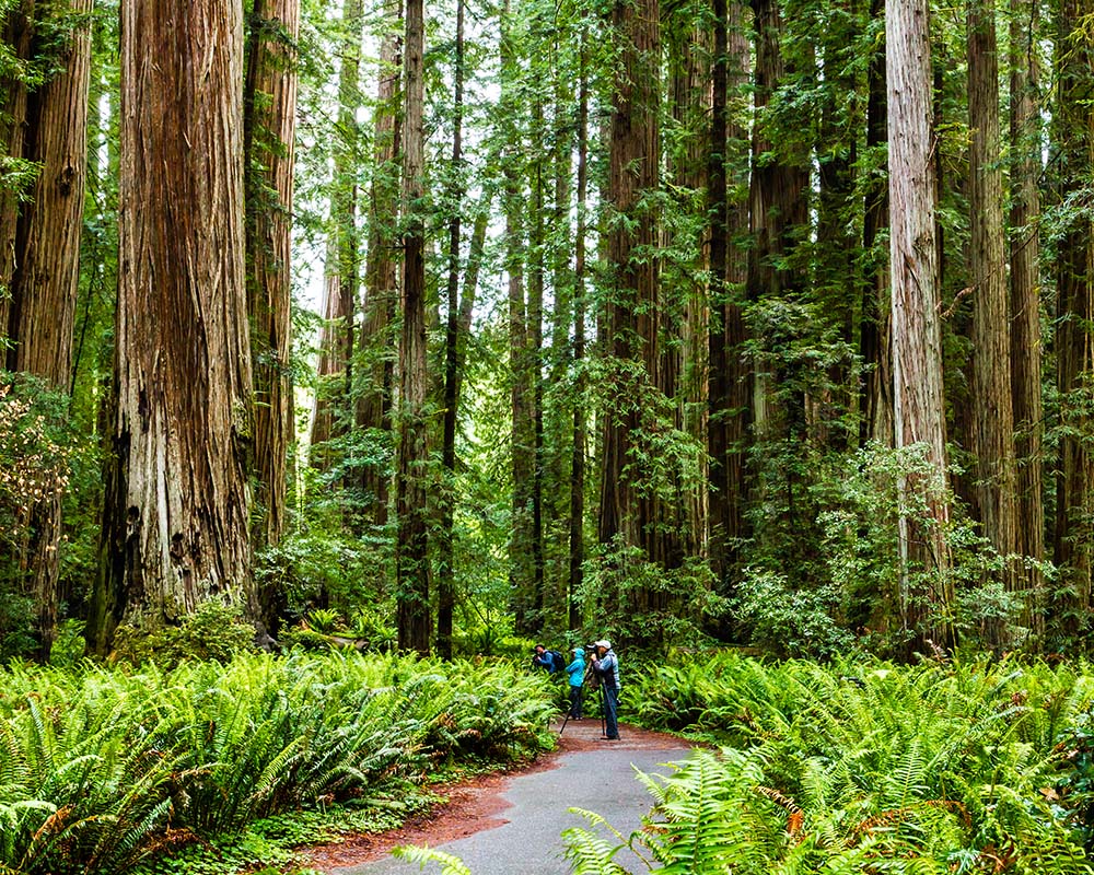 Photographers in Stout Grove Jedediah Smith Redwoods State Park California. Redwood National Park best Photography Spots
