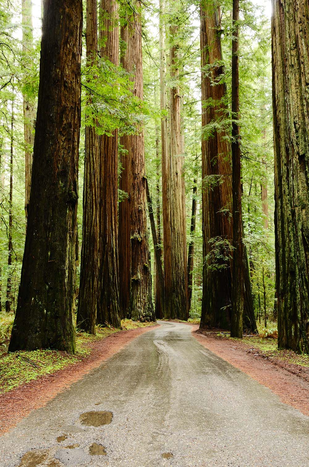 Redwood trees along the Avenue of the Giants Hwy 101. Redwood National Park best Photography Spots