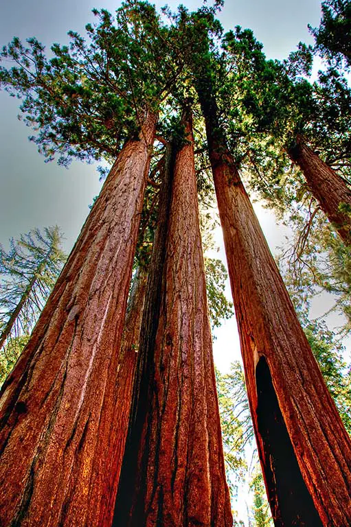 Sequoias at Grants Grove. Best Photography Spots in Kings Canyon National Park