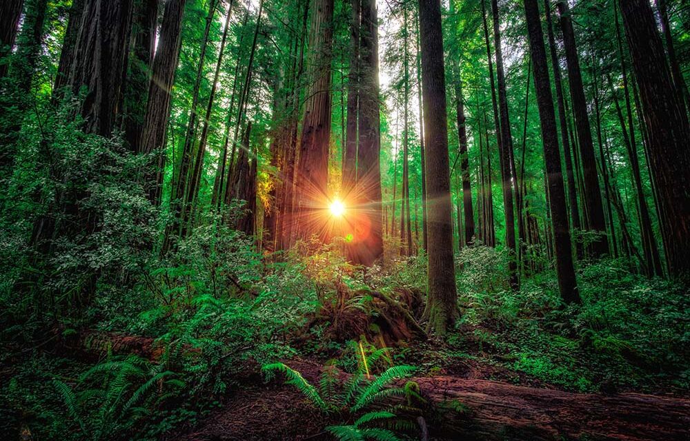 Redwood National Park: 15 Best Photography Spots You Must Visit