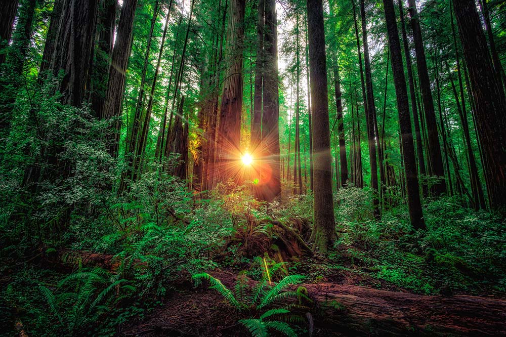 Stout Grove Sunrise in the Redwoods. Redwood National Park best Photography Spots