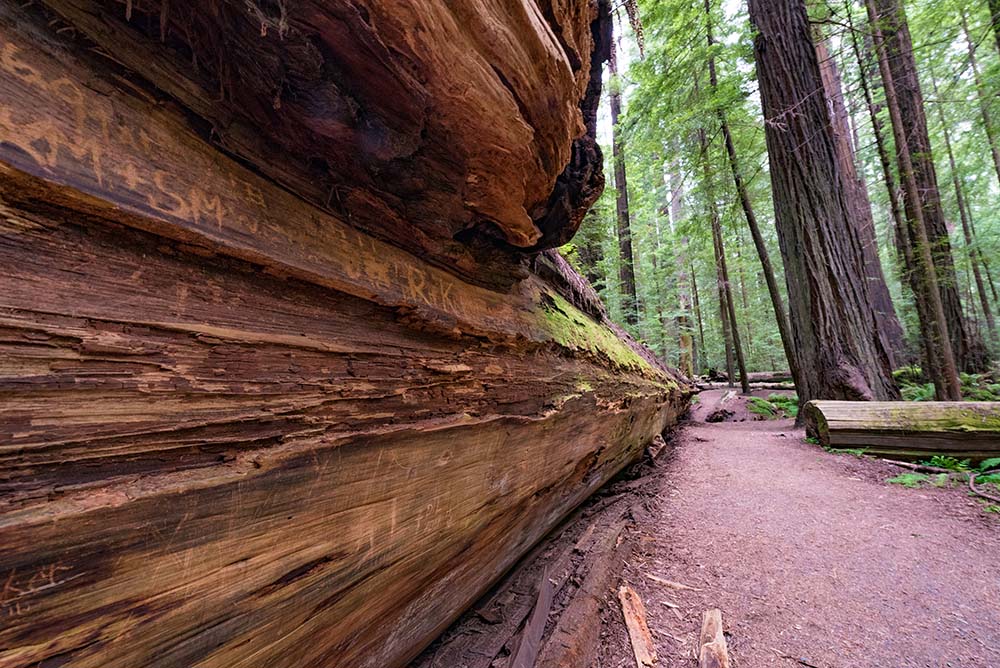 Trail in Humboldt Redwoods State Park. Redwood National Park best Photography Spots