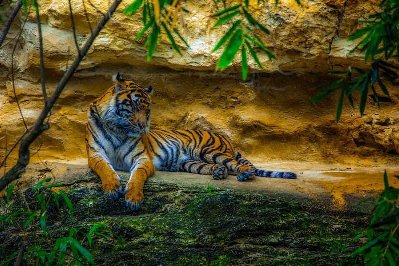 Tiger resting in the forest San Antonio Zoo. Best Photography Spots in San Antonio Texas.