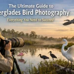The Ultimate Guide to Everglades Bird Photography: Everything You Need to Succeed