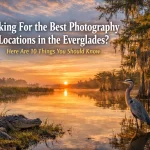 Looking For the Best Photography Locations in the Everglades? Here Are 10 Things You Should Know