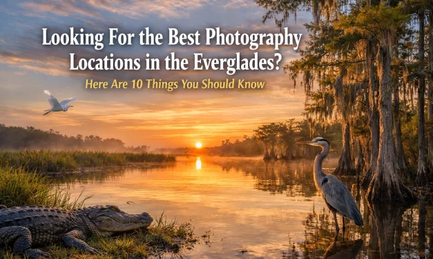 Looking For the Best Photography Locations in the Everglades? Here Are 10 Things You Should Know