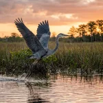 The Ultimate Guide to Bird Photography in the Everglades: Everything You Need to Succeed