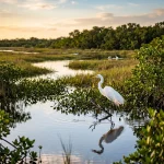 The Ultimate Guide to Everglades Bird Photography: Everything You Need to Succeed