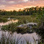 Wildlife Photography 101: A Beginner’s Guide to Mastering the Everglades