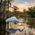 The Ultimate Guide to Everglades Bird Photography: Everything You Need to Succeed
